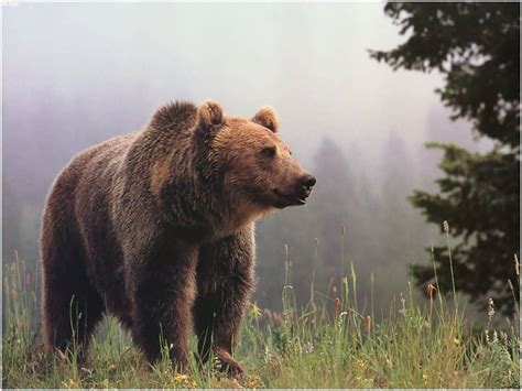 Pictures Of Grizzly Bears Wallpaper X