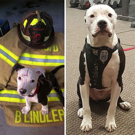 This Puppy Was Saved From A Fire And Eventually Became A Firefighter