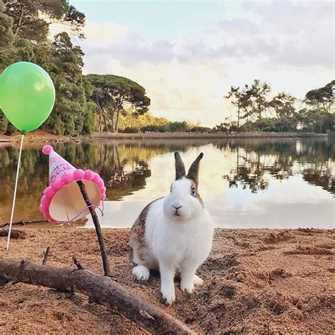 ПУШИСТЫЕ Fluffy Rabbittravel Instagram Photos And Videos Cute