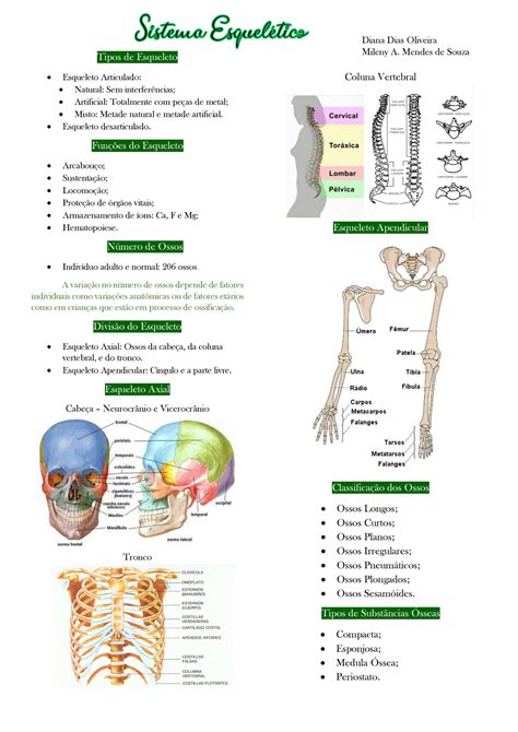 Resumo Sistema Esquelético Tipos De Esqueleto Esqueleto Articulado
