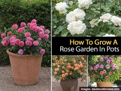 Pin By Rebecca Beeler On Garden Tips Growing Roses Container