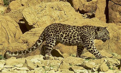 How Many Types Of Leopards Live In The World Today