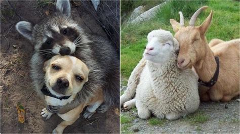 Beautiful Animal Friendship Pictures That Will Melt Your Heart
