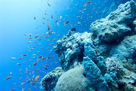 Coral Reef In Tropical Sea At Great Depths Underwater Stock Photo