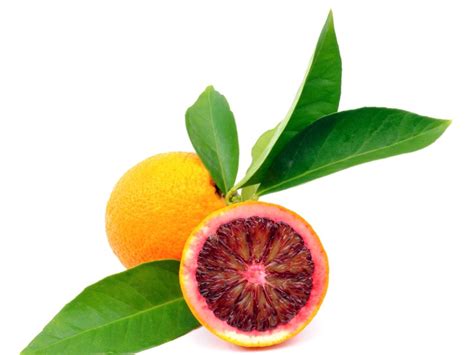 blood-orange-facts-tips-for-growing-blood-orange-trees