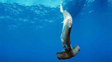 Petition · Stop Shark Finning ·