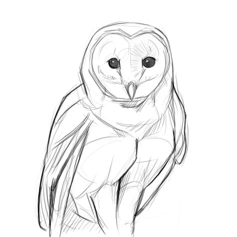 Quick Sketch Of Barn Owl Owl Sketch Owls Drawing Line Art Drawings
