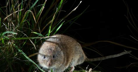 Trouble On Earth European Snow Vole Discovered In Portugal