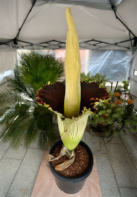 Any flower that emits an odor that smells like rotting flesh. Smell familiar? Another rare corpse flower is blooming at ...