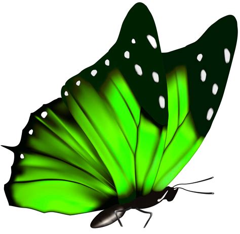 Clipart Smile Butterfly Picture 670716 Clipart Smile Butterfly