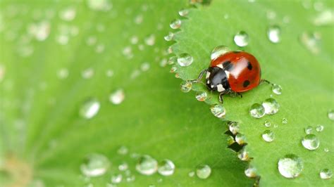 Free Images Nature Grass Drop Dew Flower Cute Fly Green Red