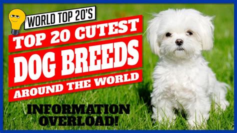 Top 20 Cutest Dog Breed Around The World Adew Pets Centre