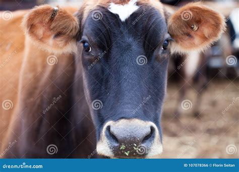 Jersey Cow Portraitdairy Cattle On A Farm Stock Photo Image Of