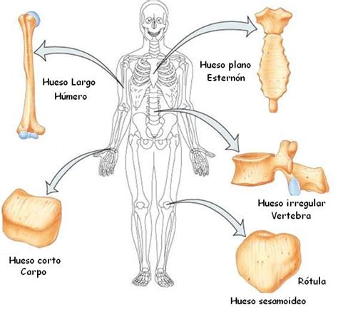 ¿cómo Se Clasifican Los Huesos Del Cuerpo Humano Cuerpo Humano
