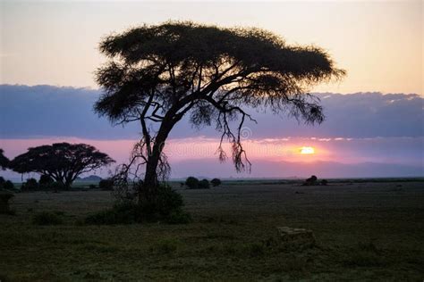 Beautiful Sunrise Or Sunset In African Savanna With Acacia Tree Maasai