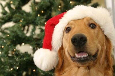 All parents have full health testing including ofa certifications for hips & elbows and are akc registered. Christmas Golden Retriever