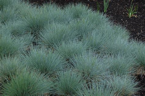 Blue Fescue Grass Festuca Ovina Glauca Exotic Ornamental Grass 2