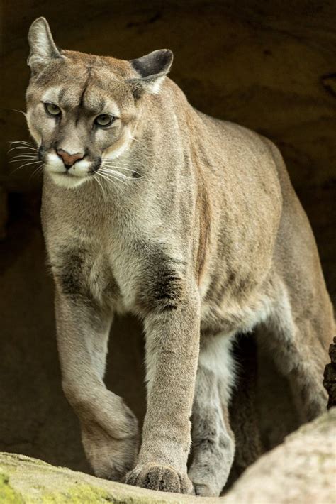 Pumastutorials.jl holds pdfs, webpages, and interactive jupyter notebooks showing how to do pharmaceutical modeling and simulation with pumas.jl. Puma Foto & Bild | tiere, zoo, wildpark & falknerei ...