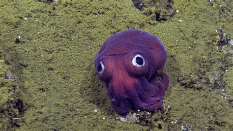 Big Eyed Stubby Purple Squid Charms Scientists