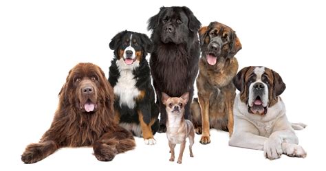 All Dog Breeds A Z With Pictures All 358 Breeds In The World