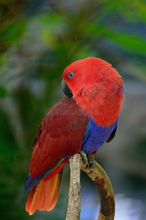 Red Blue Electus Parrot Stock Photo Image Of Nature 32515572