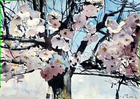 Cherry Blossoms Watercolor Painting I Did Last Spring In High Park