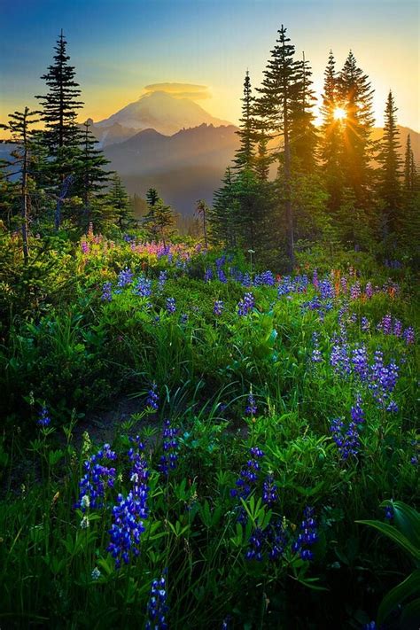 Mount Rainier Sunset Scenery Nature Photography Beautiful Nature