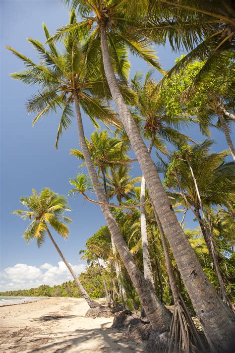 Free Stock Photo Of Coconut Palms Photoeverywhere
