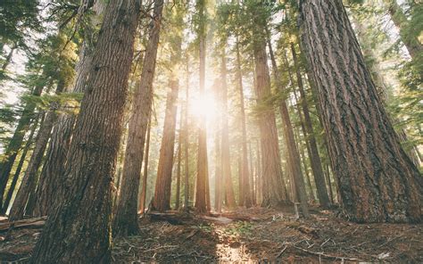 Oregon Forest Pine Trees Dawn Sun Rays Wallpaper Nature And