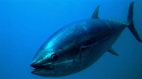 Deep Sea Pacific Ocean Tuna Nutrawiki