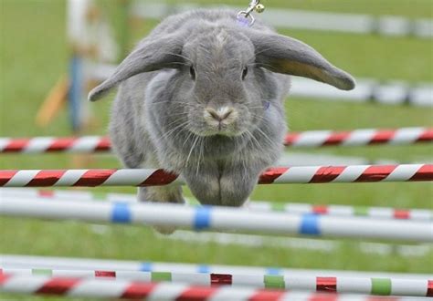 bouncing bunnies leap for glory at rabbit showjumping steeplechase metro news