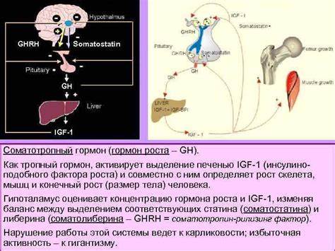 Соматотропный гормон похудеть