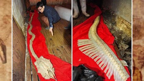 Real Giant Dragon Bones Discovered Youtube