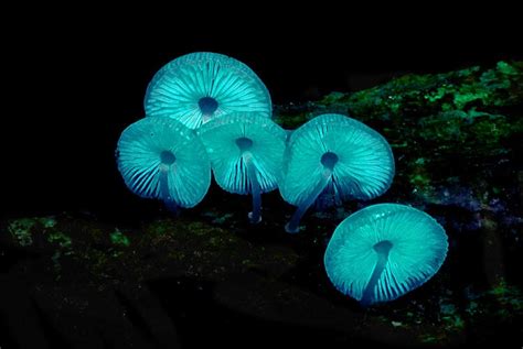 Bioluminescent Mushrooms By Bardofthenorth5 On Deviantart