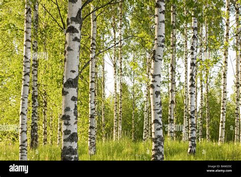 By The Birch Hi Res Stock Photography And Images Alamy