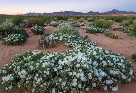 Where To Spot The Seasons Best Wildflowers Phoenix Home And Garden