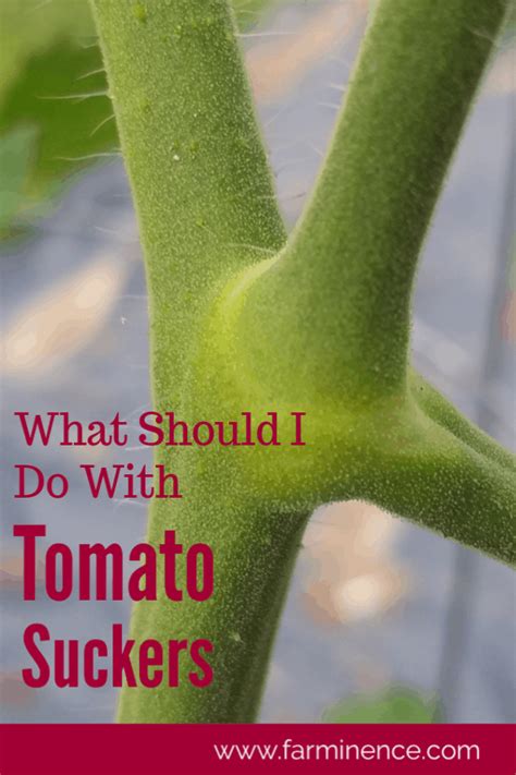 Trimming Tomato Suckers Should You Be Pruning And How To Prune
