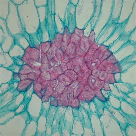 Sclerenchyma Tissue Microscope Slides