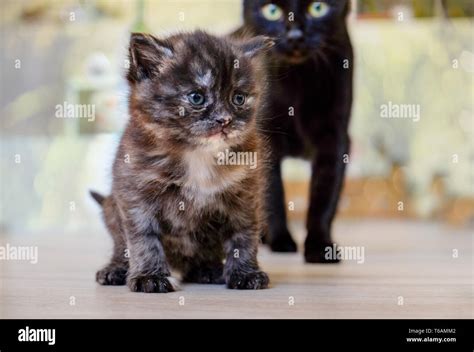 Cat With Kittens Stock Photo Alamy