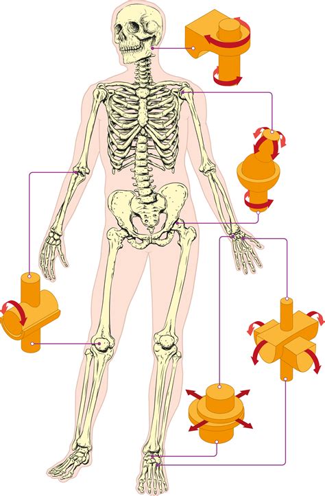 Human skeleton, the internal skeleton that serves as a framework for the body. Joints in the Human Body - KidsPressMagazine.com