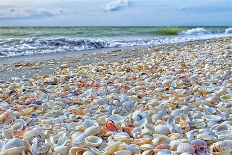 The Seashells Of Sanibel Conchas Vida Marina Y El Mar