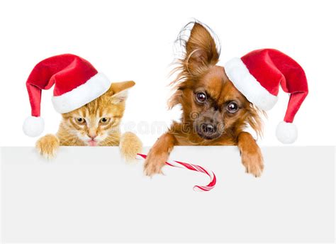 Funny Cat And Dog In Christmas Hats Stock Image Image Of