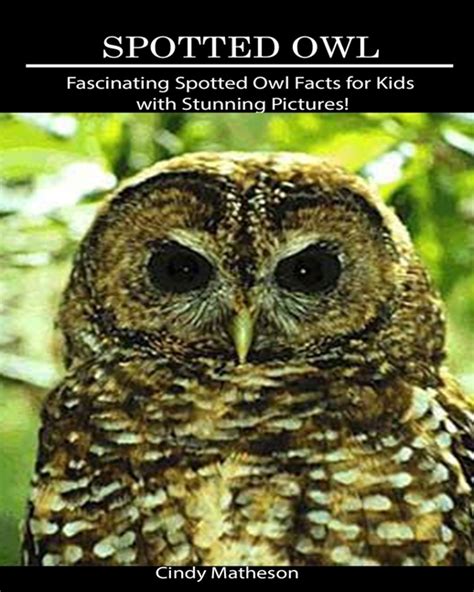 Spotted Owl Fascinating Spotted Owl Facts For Kids With Stunning