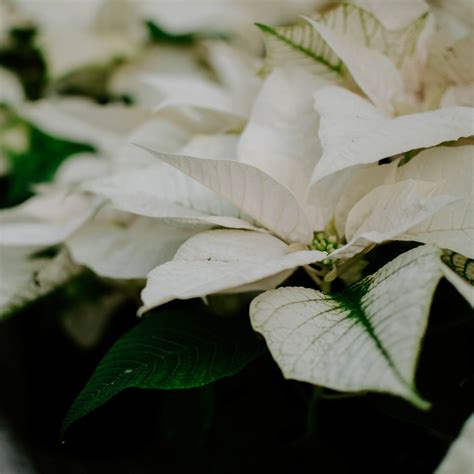 Poinsettia White Variety Campbells Nursery