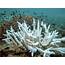 What Is The Future Of Coral Reefs In Warming Ocean Waters  Science Friday