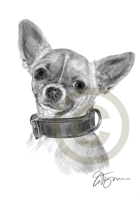 Dog Chihuahua Chiwawa Pencil Drawing Print A4 Size Artwork