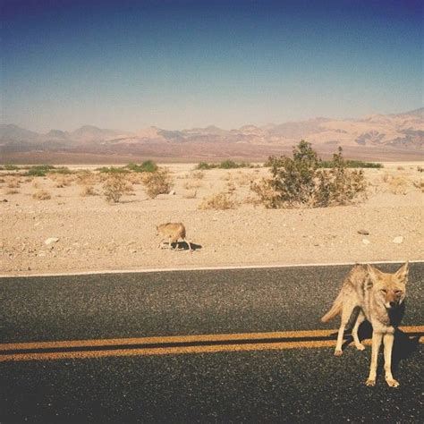 Coyote Must Be Waiting For Roadrunner Fallout New Vegas New Mexico