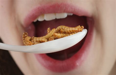 Consommation Dinsectes Dans Le Monde Insectes Comestibles Manger
