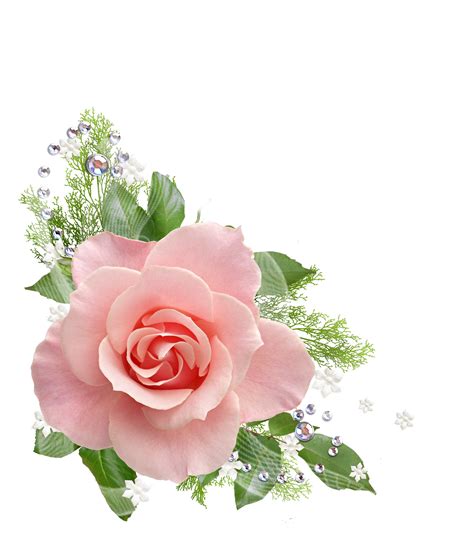 Light Pink Pink Rose Png : Rose pink flowers pink flowers, white roses png image
