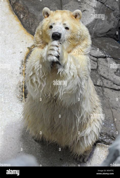 A Polar Bear Makes A Bow With Hands Folded In Front To Send New Year